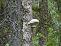 Schweden-Finnland_2008_Bild_216