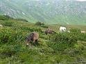 schwaebische_Alb_und_Alpen_2009_Bild_094