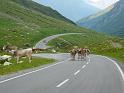 schwaebische_Alb_und_Alpen_2009_Bild_102