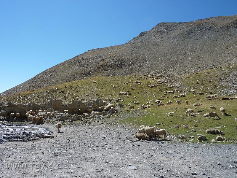 Seealpen_09-2012_Bild_264.jpg