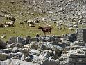 Seealpen_09-2012_Bild_265