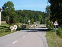 Seealpen_09-2012_Bild_387