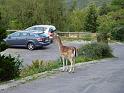 Seealpen_09-2012_Bild_396