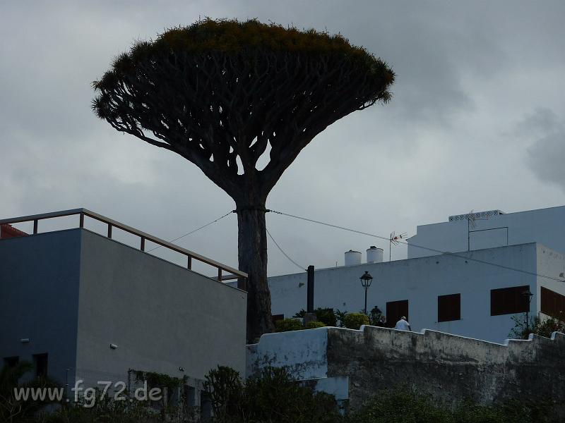 Teneriffa_11-2012_Bild_073.jpg