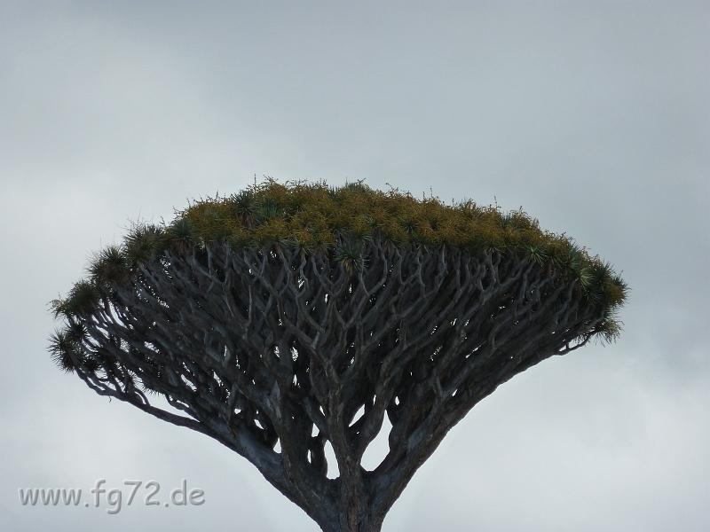 Teneriffa_11-2012_Bild_074.jpg