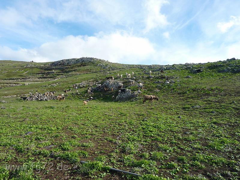 Teneriffa_11-2012_Bild_219.jpg