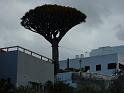 Teneriffa_11-2012_Bild_073