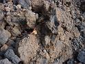 Teneriffa_11-2012_Bild_130