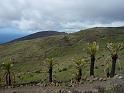 Teneriffa_11-2012_Bild_164