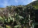 Teneriffa_11-2012_Bild_200