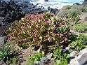 Teneriffa_11-2012_Bild_203