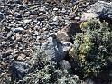 Teneriffa_11-2012_Bild_208